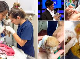 robertito funes rescato una gatita de la basura: mira el impactante video de su recuperacion robertito funes rescato una gatita de la basura: mira el impactante video de su recuperacion