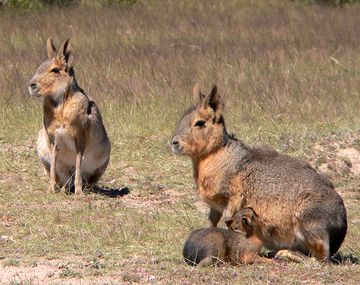 R&iacute;o Negro present&oacute; una denuncia penal por ense&ntilde;ar a cocinar con mara, una especie aut&oacute;ctona protegida por ley