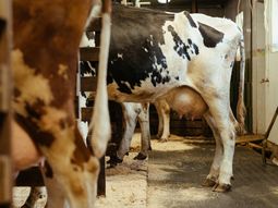 conaprole congela el precio de la leche a los tamberos hasta fin de ano conaprole congela el precio de la leche a los tamberos hasta fin de ano