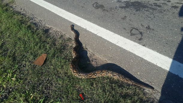 Un ejemplar de boa lampalagua