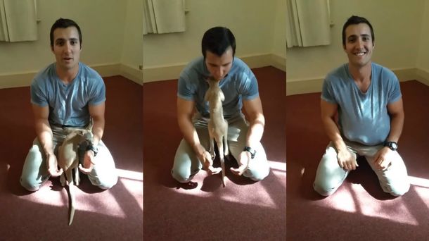 Un Policía adoptó a una cría de canguro y la web se derritió en un instante