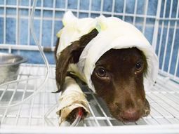 Murió Chocolate, el perro que fue despellejado y tirado en la calle Murió Chocolate, el perro que fue despellejado y tirado en la calle