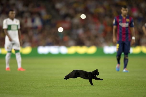 ¿Presagio? Un gato negro irrumpió en el debut del Barcelona en la Liga Española