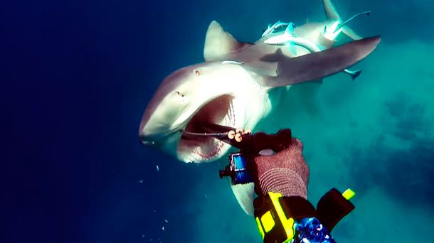 Un pescador fue atacado por un tiburón en Australia