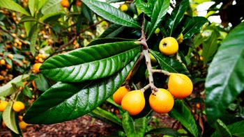 un nene de 13 anos murio asfixiado al comer un nispero un nene de 13 anos murio asfixiado al comer un nispero