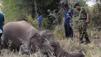 video: un tren atropello y mato a cuatro elefantes en sri lanka video: un tren atropello y mato a cuatro elefantes en sri lanka