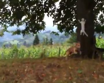 Un inteligente felino logra evadir a su atacante