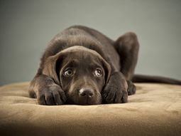 las mascotas y la pirotecnia las mascotas y la pirotecnia