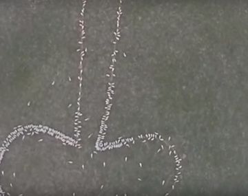 Usó ovejas para dibujar un pene gigante