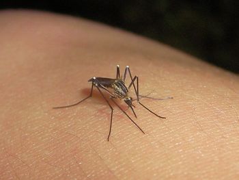 La especie de mosquito Ochlerotatus albifasciatus