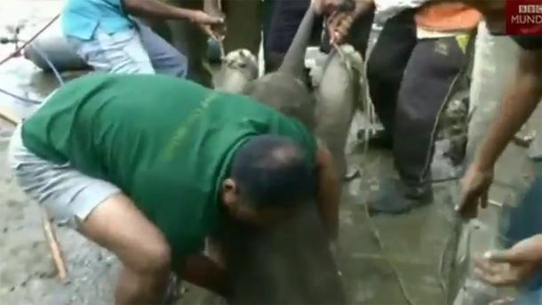 VIDEO: Así liberaron a un elefante bebé atrapado en una alcantarilla