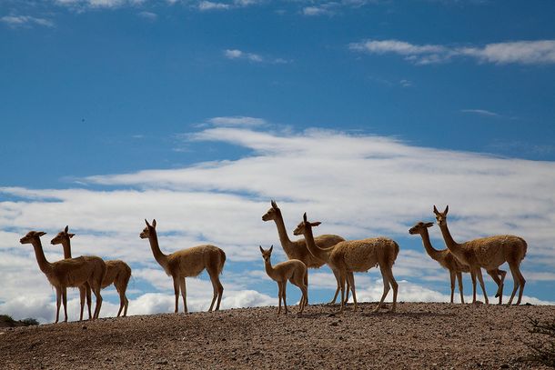 Científicos argentinos avanzan en la obtención de anticuerpos de animales contra el coronavirus