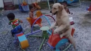 video: la verdadera vuelta al perro es la de esta mascota en la calesita video: la verdadera vuelta al perro es la de esta mascota en la calesita