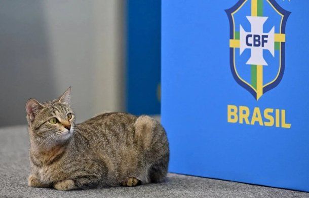 Brasil y la maldición del gato: del maltrato a la tremenda racha negativa