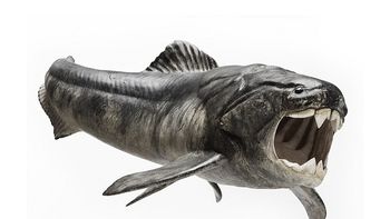 descubren el origen del sexo en un pez prehistorico descubren el origen del sexo en un pez prehistorico