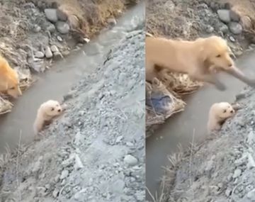 La desesperación de una perra por su cachorro a punto de caer al río