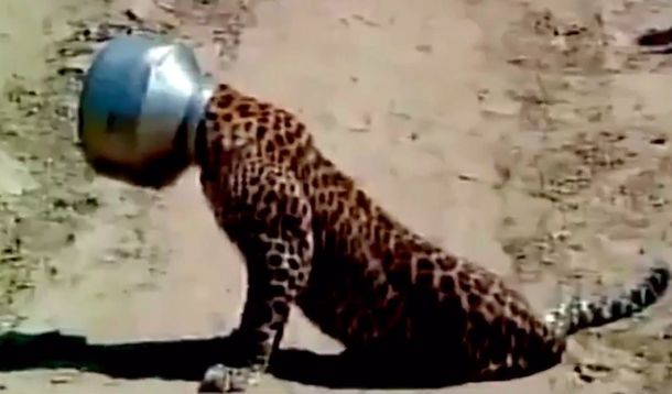 Un leopardo en problemas: quiso beber agua, pero todo salió mal