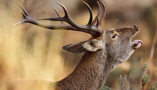 Entre Ríos: un ciervo en celo mató a un hombre y dejó herida a su mujer