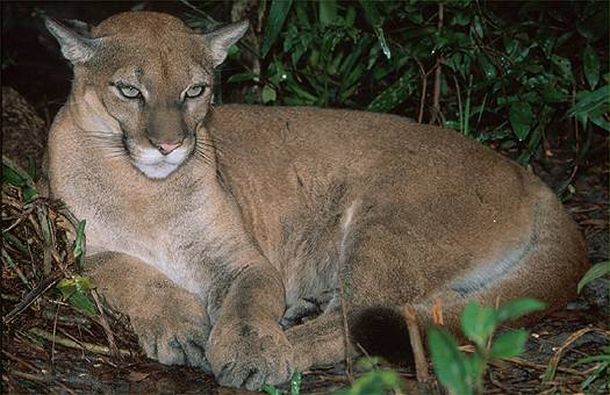 Un supuesto puma suelto genera alarma en Luján