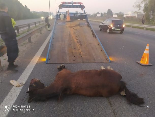 VIDEO: Un caballo chocó de frente con un auto y murió