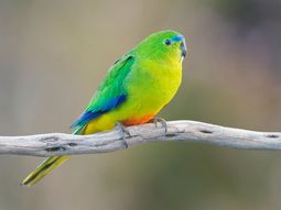 Un extraño virus amenaza con la extinción a una especie de ave en Australia