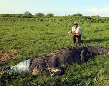 Australia: la foto de un cocodrilo gigante generó un debate viral