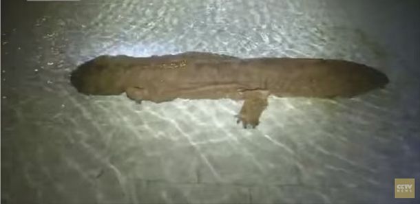 Encuentran una criatura acuática de más de 200 años en la China