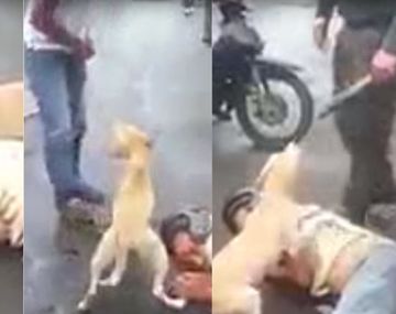 Un perro defendió a su dueño que dormía borracho en la calle