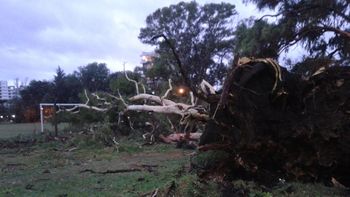 Un vigilante murió aplastado por un árbol - Imagen ilustrativa - Crédito: @Pepo_Rodriguez Un vigilante murió aplastado por un árbol - Imagen ilustrativa - Crédito: @Pepo_Rodriguez