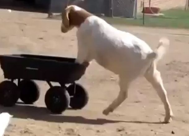 Una cabra demasiado osada que ama la adrenalina