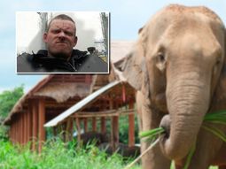 un elefante mato a un turista ingles en tailandia un elefante mato a un turista ingles en tailandia