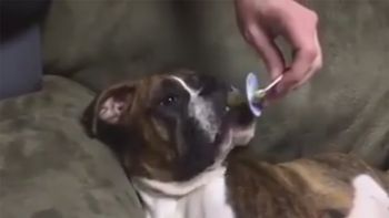 pura ternura: el boxer que no duerme sin su chupete pura ternura: el boxer que no duerme sin su chupete