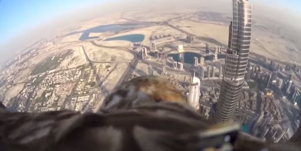 Mirá el vuelo de un águila filmado desde su lomo