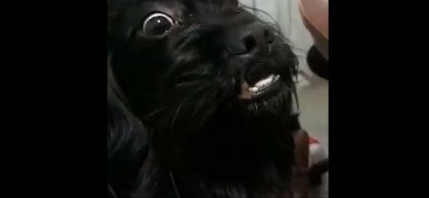 ¿Viste que la perra del vecino está embarazada?: el viral del fin de semana largo