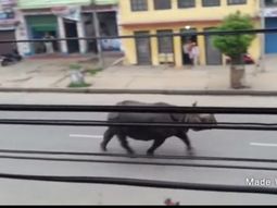 un rinoceronte mato a una mujer y dejo varios heridos en nepal un rinoceronte mato a una mujer y dejo varios heridos en nepal