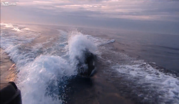 VIDEO: Una orca asesina persigue a una lancha