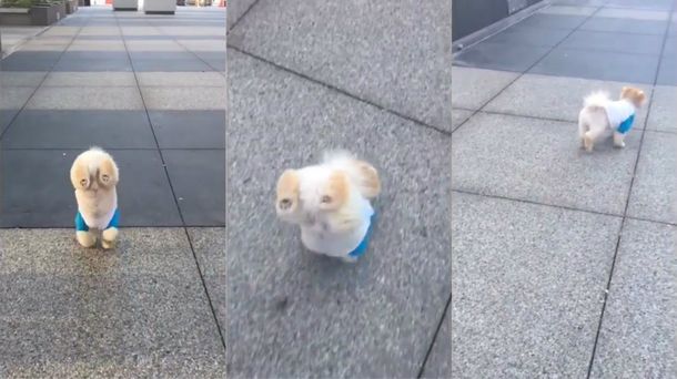 Truco nuevo: un perro aprendió a caminar sólo con sus patas delanteras