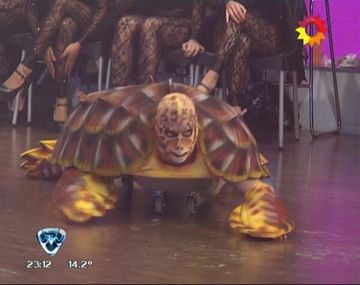 Conocé a la Tortuga Cabezona