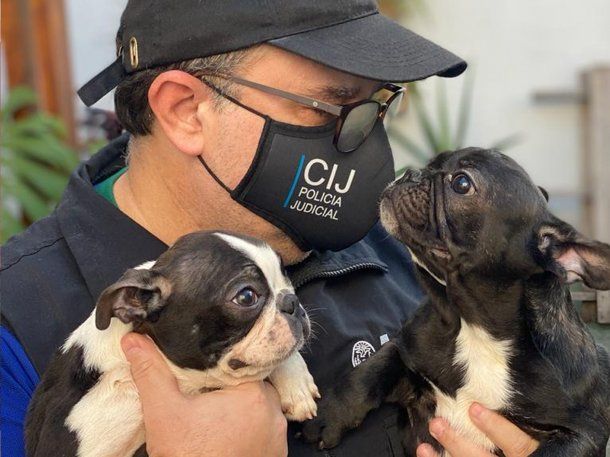 Villa Crespo: rescatan a 26 perros de un criadero ilegal