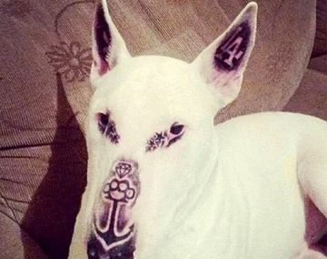 La foto del perro con la cara tatuada que generó indinación en Facebook.