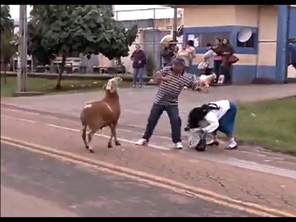 Una cabra fuera de control aterroriza una ciudad brasilera
