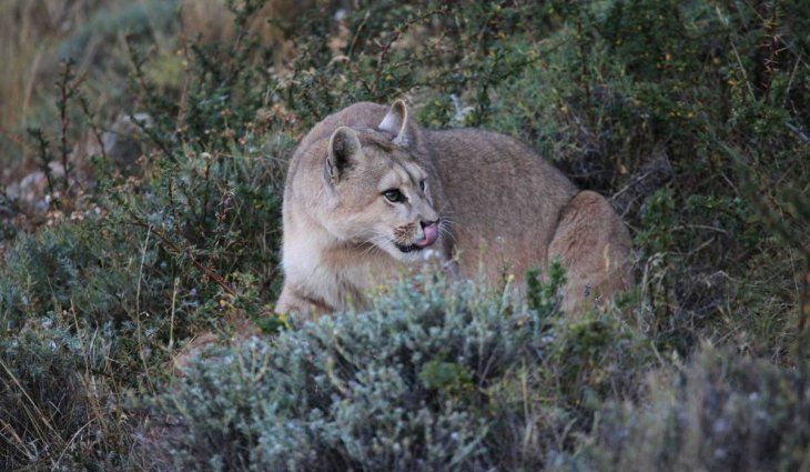 Río Negro: un puma mató a más de 30 corderos en un corral