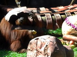 Buscan el mejor destino para la orangutana Sandra