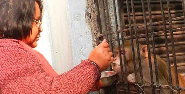 Son millonarios y eligieron a su mono como único heredero