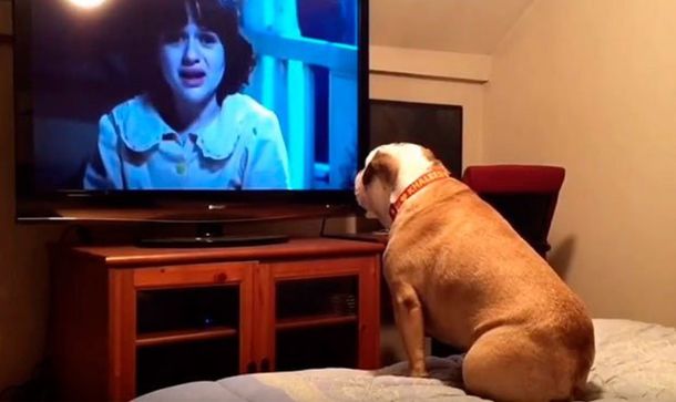 VIDEO: La curiosa reacción de un bulldog al ver un película de terror