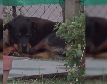 ¡Toda una heroína! Una perra salvó a su familia de una entradera en La Plata