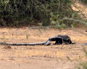 Feroz batalla entre una serpiente y un tejón con un final inesperado