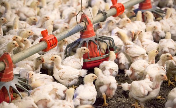 Gripe aviar: 240 mil gallinas muertas en Río Negro y Mar del  Plata