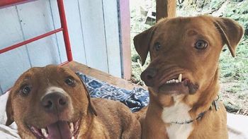 este perro estuvo a punto de ser sacrificado por ser diferente este perro estuvo a punto de ser sacrificado por ser diferente