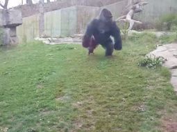 un gorila aterroriza a visitantes de un zoo al romper el vidrio de su habitat un gorila aterroriza a visitantes de un zoo al romper el vidrio de su habitat